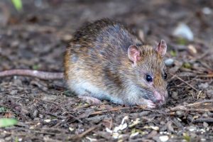 Detailed close-up view of a brown rat foraging in a forest setting, showcasing its natural habitat.