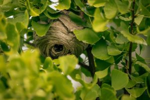 Detailed view of a natural wasp nest nestled among vibrant green leaves.