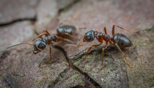 Macro photography of two ants interacting on the forest floor.