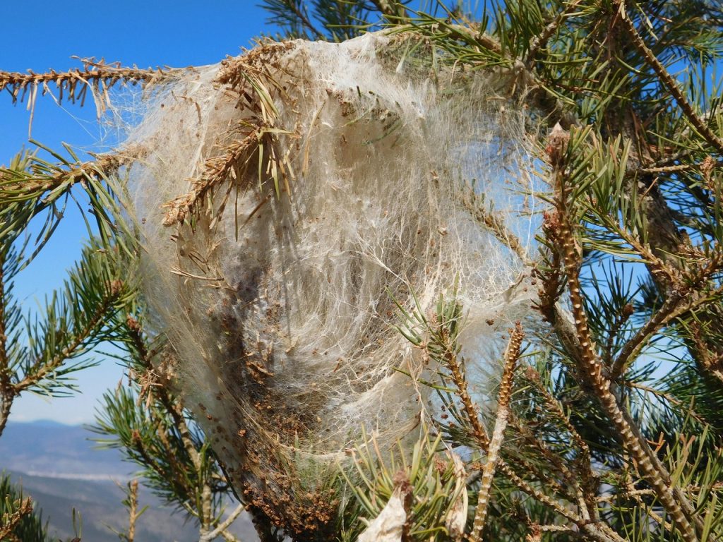 thaumetopoea, pityocampa, worm, caterpillar, insect, hairy, larva, nature, dangerous, plague, tree