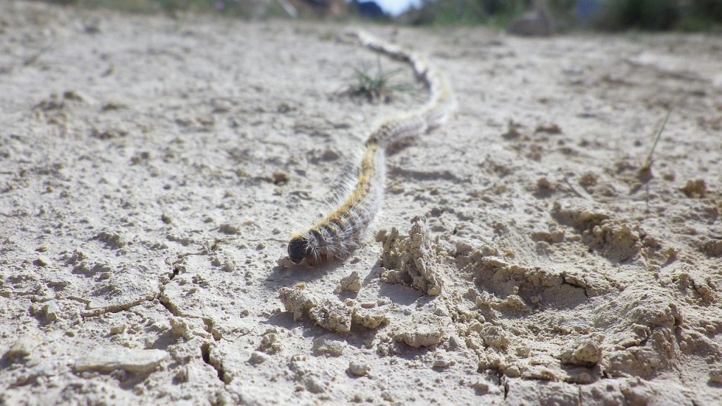 processionary, caterpillar, earth, soil, pine, thaumetopoea pityocampa