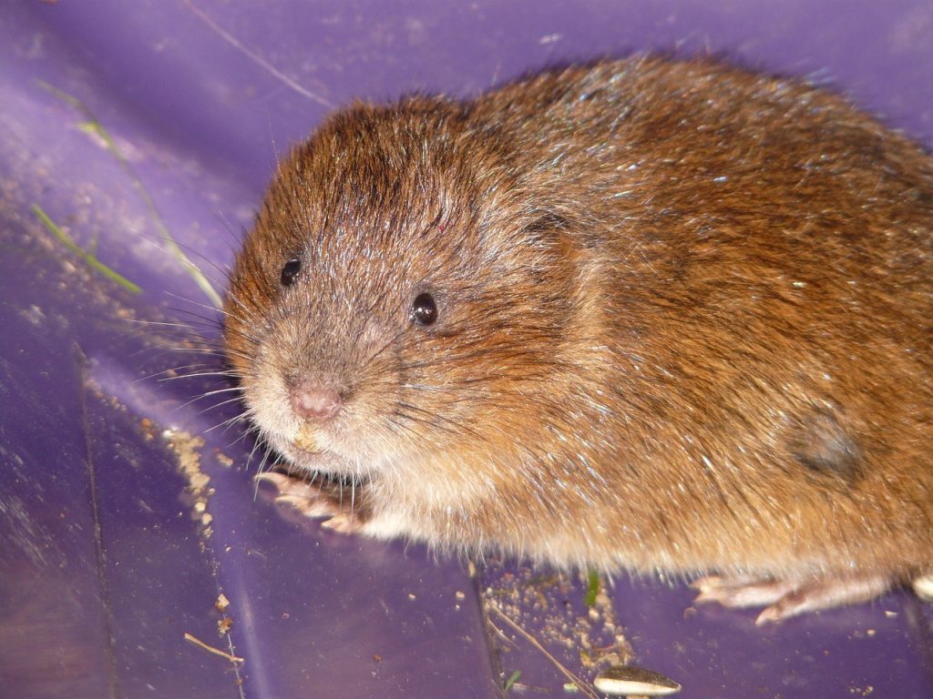 easter vole, mouse, face, cute, close up, portrait, water vole, big vole, vole, arvicola terrestris, arvicola amphibius, mammal, arvicolinae, rodent, fur, water vole, water vole, vole, vole, vole, vole, vole