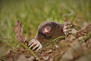 animal, mole, garden, meadow, mole pile, blind, nature, budding
