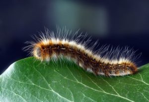 Detailed macro shot of a hairy caterpillar on a vibrant green leaf.