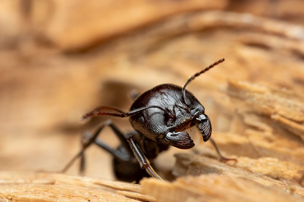 Detailed macro shot of a carpenter ant exploring a wooden surface in natural lighting.