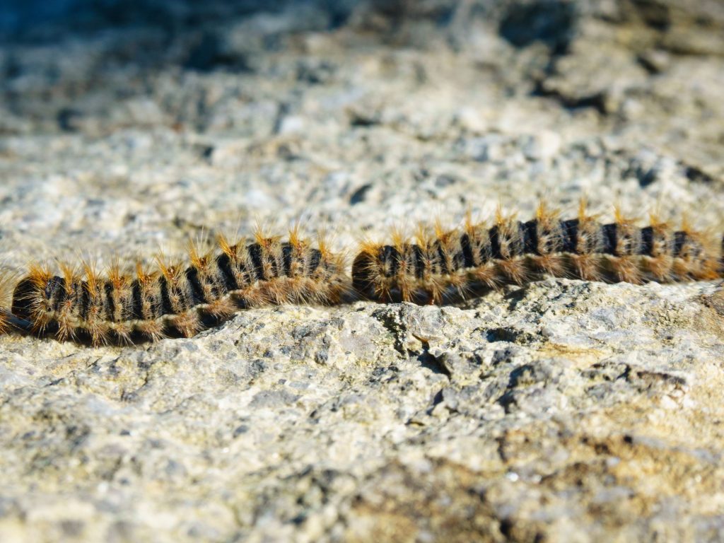 Two pine processionary caterpillars crawling on a rock surface in detail.