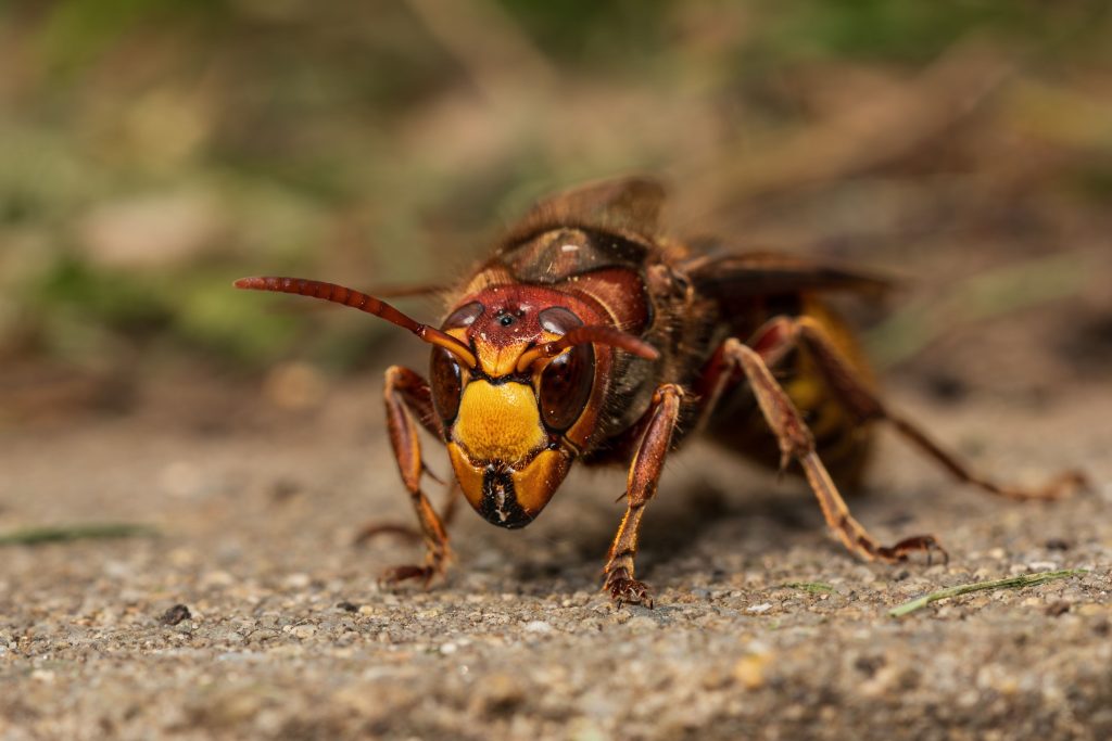 Detailed macro photo of a European hornet on a concrete surface.