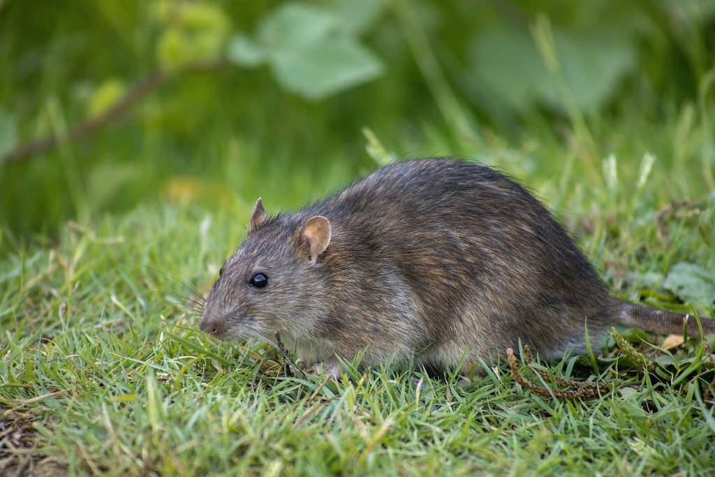 Close-up of a brown rat in a grassy field, showcasing its natural habitat in the wild.